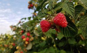Avietės ir jų priežiūra rudenį. Su šiais patarimais sulauksite gausaus derliaus. Aviečių priežiūra
