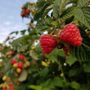 Avietės ir jų priežiūra rudenį. Su šiais patarimais sulauksite gausaus derliaus. Aviečių priežiūra