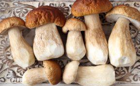 Baravykų sezonas: pasidalijo patarimais kaip mėgautis šiais grybais ištisus metus