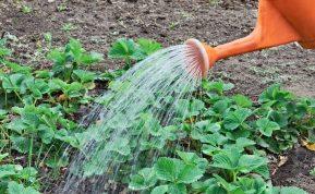 Braškių tręšimas rudenį