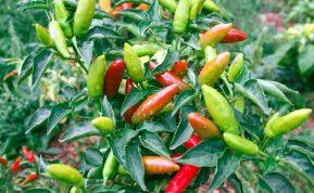 Čili pipirų lapų nauda kasdienybėje
