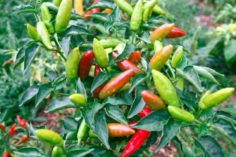 Čili pipirų lapų nauda kasdienybėje