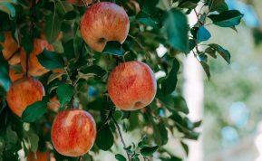 Ką daryti, kad obuoliai netamsėtų ir išliktų švieži?