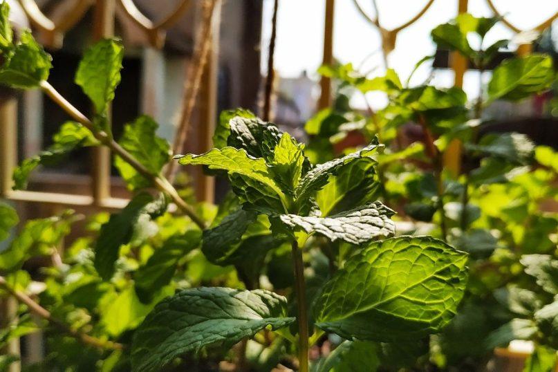 Kodėl mėtos turėtų būti įtrauktos į jūsų mitybą.