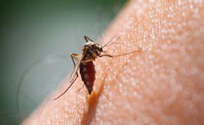 Kodėl uodai kanda ne visiems vienodai?