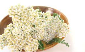 Kraujažolė ir jos naudingos savybės