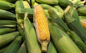 Kukurūzai ir jų nauda organizmui. Kukurūzų maistinė vertė