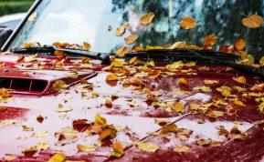 Pasidalijo priežastimis, kodėl lapai, nukritę ant automobilio gali pakenkti