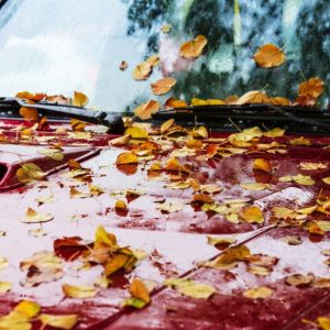 Pasidalijo priežastimis, kodėl lapai, nukritę ant automobilio gali pakenkti