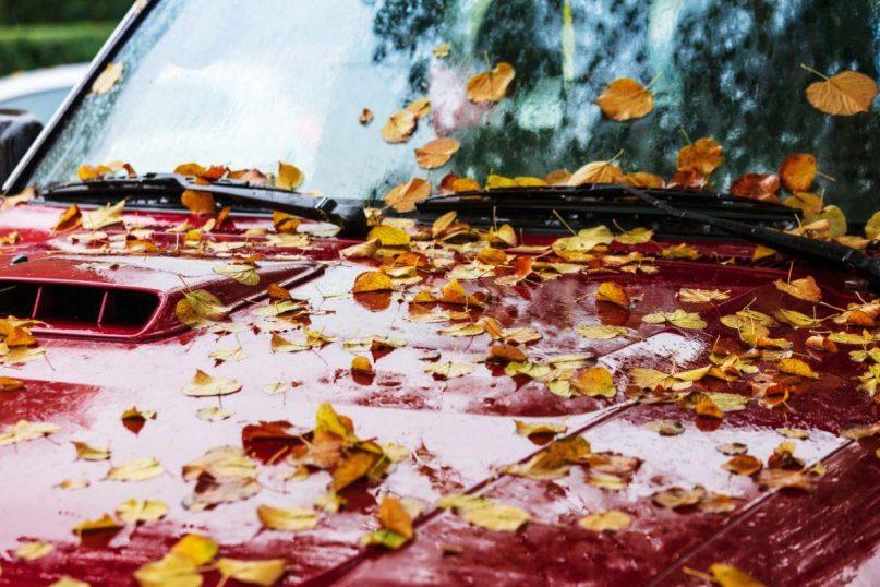 Pasidalijo priežastimis, kodėl lapai, nukritę ant automobilio gali pakenkti