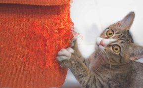 Mano katė draskė ir niokojo baldus, kol radau būdą, kaip to išvengti!