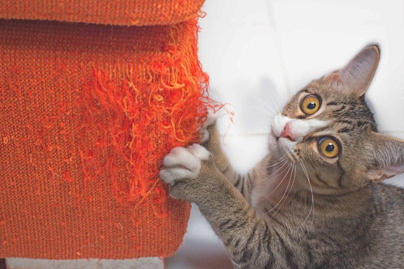 Mano katė draskė ir niokojo baldus, kol radau būdą, kaip to išvengti!