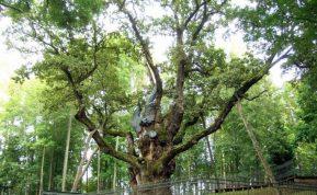 Medžiai patekę į Lietuvos rekordų knygą. Stelmužės ąžuolas. Šaltinis: wikipedia.org