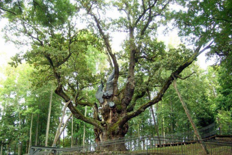 Medžiai patekę į Lietuvos rekordų knygą. Stelmužės ąžuolas. Šaltinis: wikipedia.org