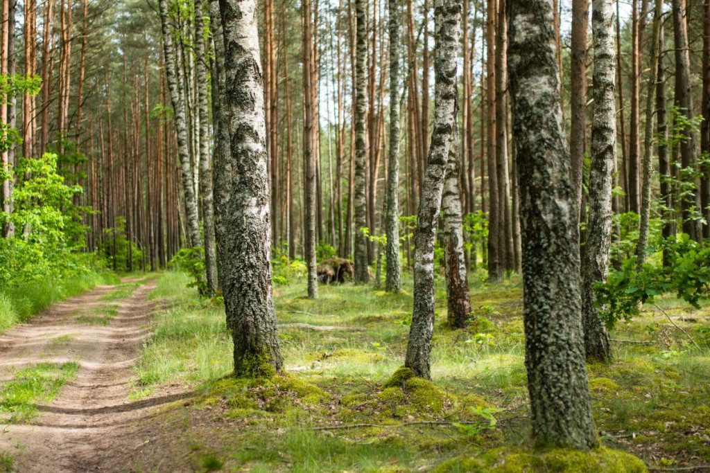 Medžiai patekę į Lietuvos rekordų knygą. Lietuvos miškas