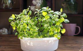 Mėta ir jos 8 privalumai bei panaudojimai.