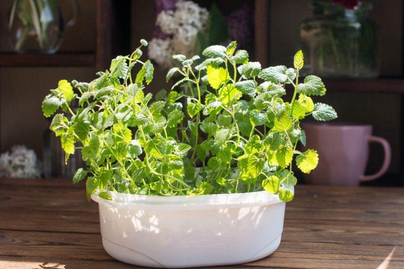 Mėta ir jos 8 privalumai bei panaudojimai.