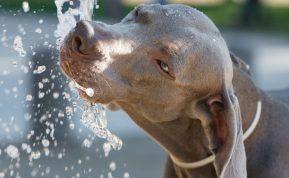 Mokslininkai įspėja – gėlo vandens netektis greitėja ir gali tapti neatitaisoma