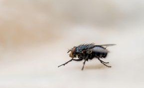 Musės bus atbaidytos su šiuo purškalu