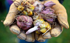 Nedarykite šios klaidos su gėlių svogūnėliais rudenį, šaknys nespės sudygti