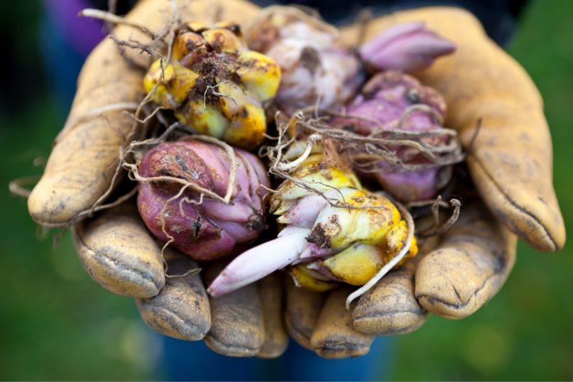 Nedarykite šios klaidos su gėlių svogūnėliais rudenį, šaknys nespės sudygti