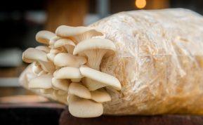 Nustebsite: grybus galite auginti ir savo sode – nuo pievagrybių iki baravykų