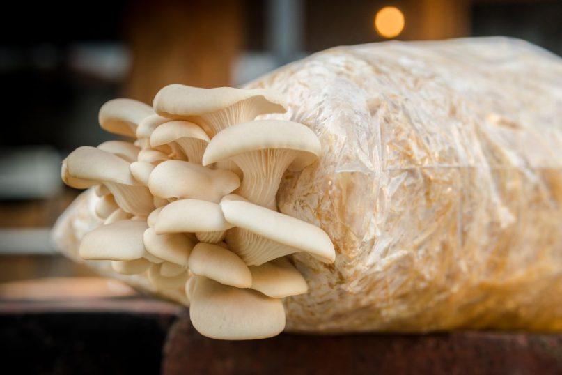 Nustebsite: grybus galite auginti ir savo sode – nuo pievagrybių iki baravykų