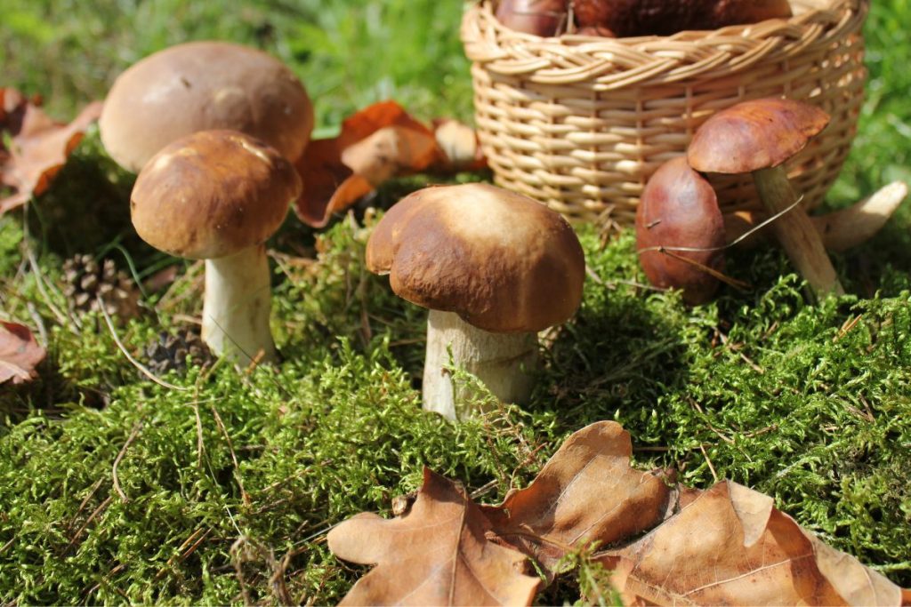 Nustebsite: grybus galite auginti ir savo sode – nuo pievagrybių iki baravykų. Ar galima užsiauginti baravykų?