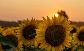 Pasak astrologų rugpjūtis bus itin palankus šiems zodiako ženklams