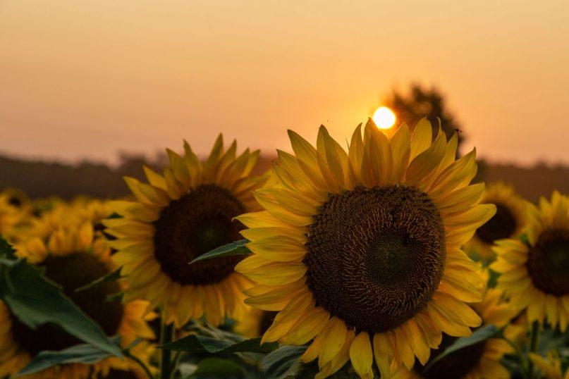 Pasak astrologų rugpjūtis bus itin palankus šiems zodiako ženklams