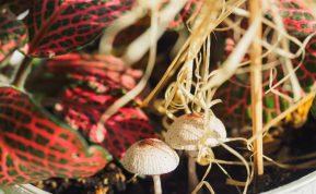 Pastebėjote vazoniniuose augaluose grybus? Štai, ką reikia daryti