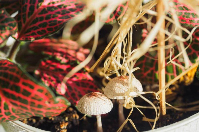 Pastebėjote vazoniniuose augaluose grybus? Štai, ką reikia daryti