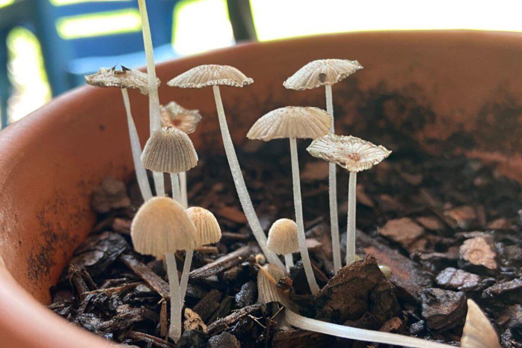 Pastebėjote vazoniniuose augaluose grybus? Štai, ką reikia daryti. Ar grybai išaugę vazone žalingi?
