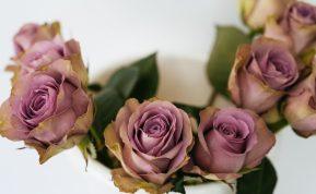 Pats geriausias būdas išsaugoti rožes šviežias