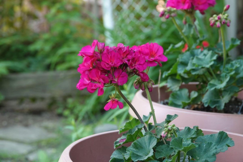Pelargonijų dauginimas rudenį