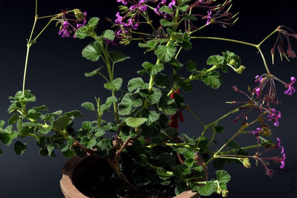 Pelargonijų dauginimas rudenį ir paruošimas žiemai