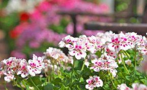 Pelargonijų dauginimas rudenį. Kaip tinkamai dauginti