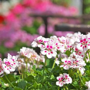 Pelargonijų dauginimas rudenį. Kaip tinkamai dauginti