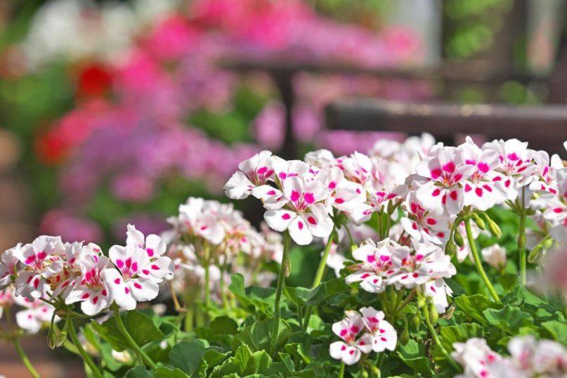 Pelargonijų dauginimas rudenį. Kaip tinkamai dauginti