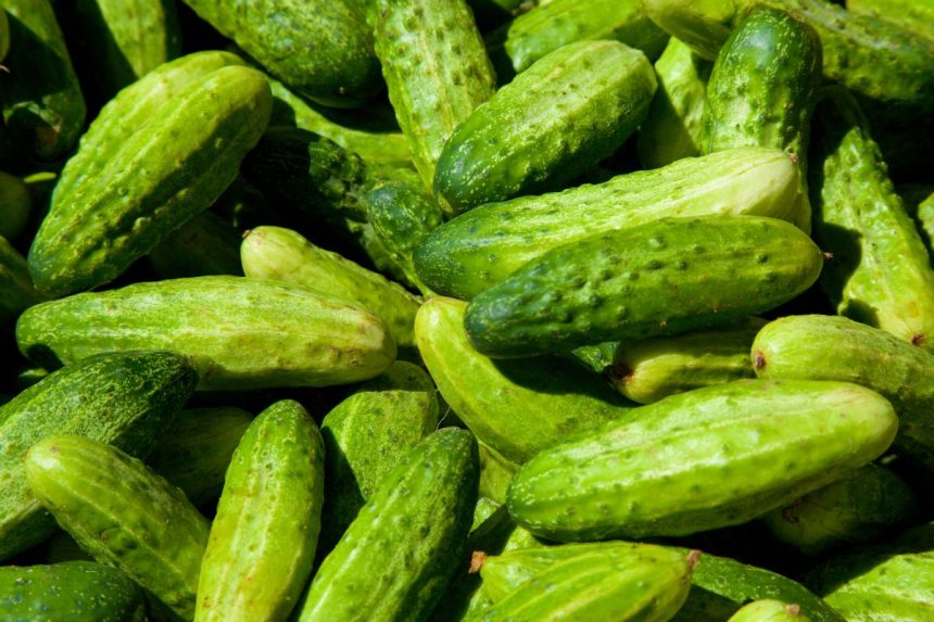 Puikus būdas laikyti agurkus: jie išlieka švieži ilgiau nei 2 mėnesius!