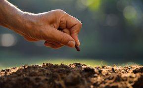 Su vasara derlius nesibaigia: štai, ką dar galite pasisodinti rudeniui