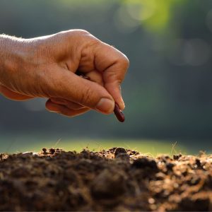 Su vasara derlius nesibaigia: štai, ką dar galite pasisodinti rudeniui