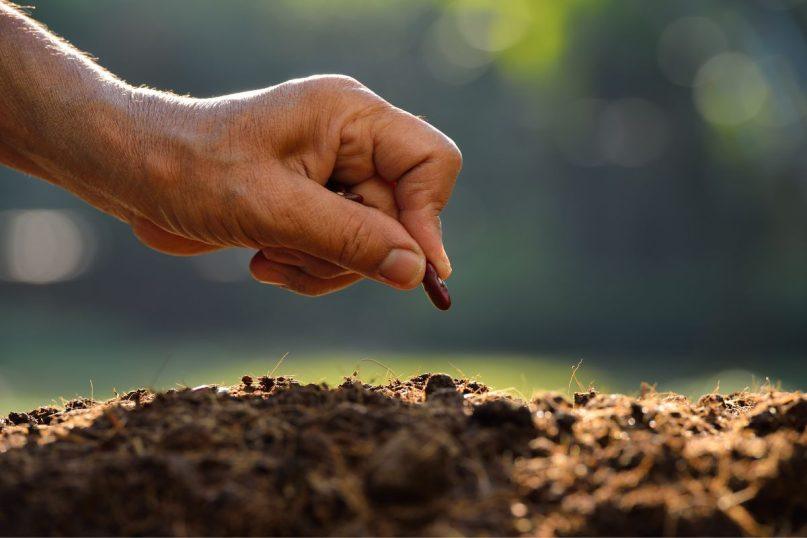 Su vasara derlius nesibaigia: štai, ką dar galite pasisodinti rudeniui