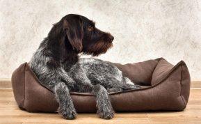 Šuns guolis - kaip dažnai skalbti? Pataria ekspertai