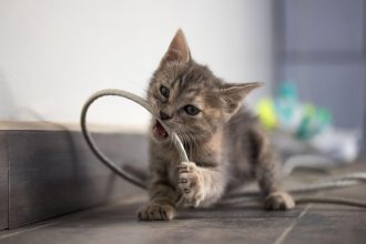 Susipainioję laidai, kaip sutvarkyti?