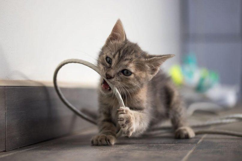 Susipainioję laidai, kaip sutvarkyti?