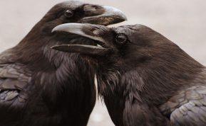 Sužinokite apie varnų kerštą.