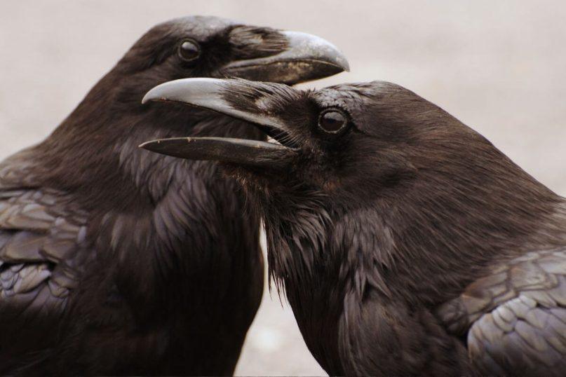 Sužinokite apie varnų kerštą.