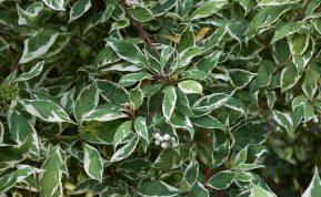 Tikras tujų konkurentas: šis augalas savo tankumu ir unikalumu išties lenkia įprastas gyvatvores. Sedula