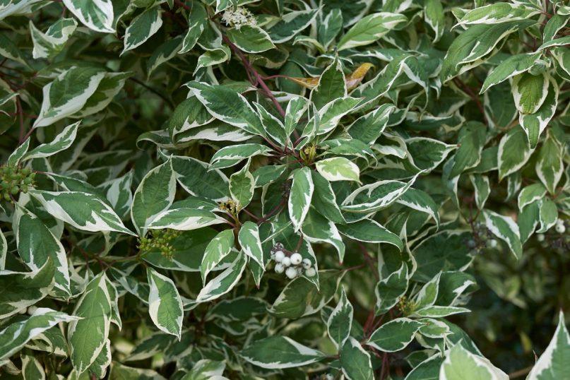 Tikras tujų konkurentas: šis augalas savo tankumu ir unikalumu išties lenkia įprastas gyvatvores. Sedula